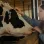 MRNA vaccines in farm animals